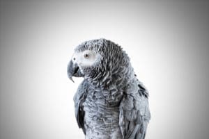 Marketing Parrot