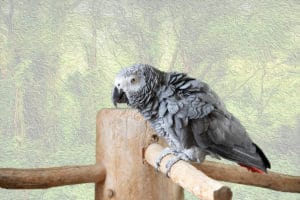 Smartest Parrot Ever